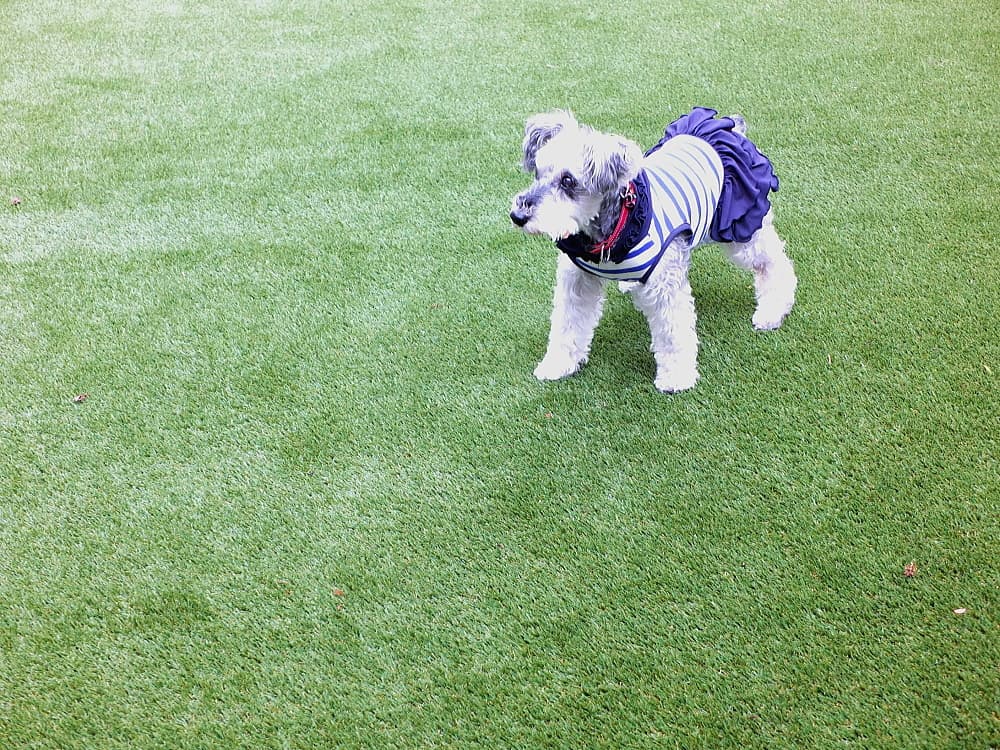 芝楽 人工芝セレブ芝 金井組 岡崎 芝楽 人工芝セレブ芝 金井組 岡崎